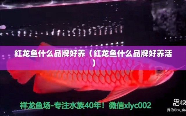 紅龍魚品牌推薦（xxx紅龍魚、yyy紅龍魚、zzz紅龍魚品種鑒別）