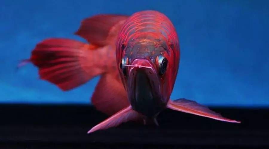 關于龍魚的詩詞名句（宋代詩人楊炎正在作品《水調歌頭·寒眼亂空闊》）