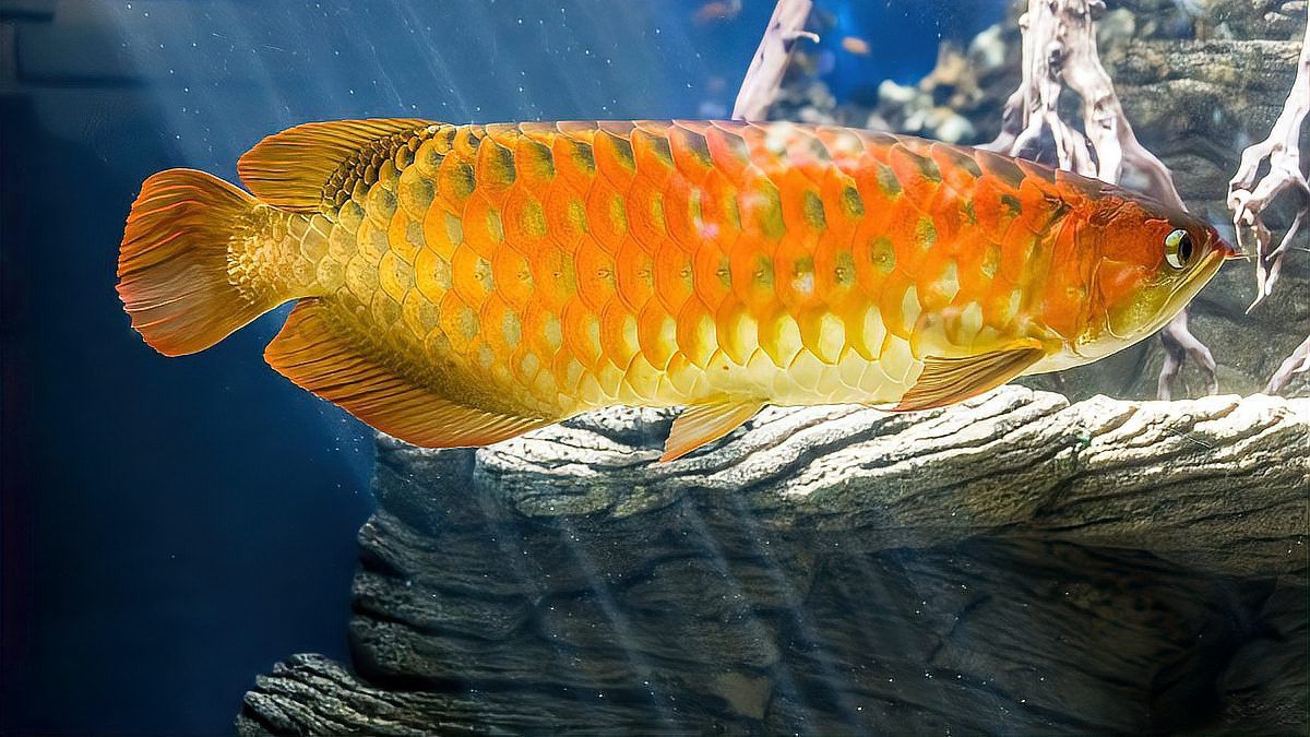 金龍紅龍魚形容詞是什么意思