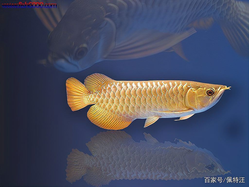 金龍紅龍魚形容詞是什么意思