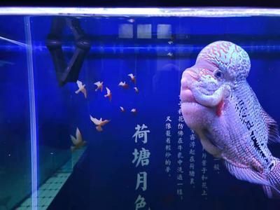 自來水養銀龍魚怎樣處理水？（處理自來水養銀龍魚可以通過晾曬、充氧曝氣、藥物除氯等方法）