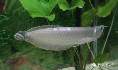 自來水養銀龍魚怎樣處理水？（處理自來水養銀龍魚可以通過晾曬、充氧曝氣、藥物除氯等方法）