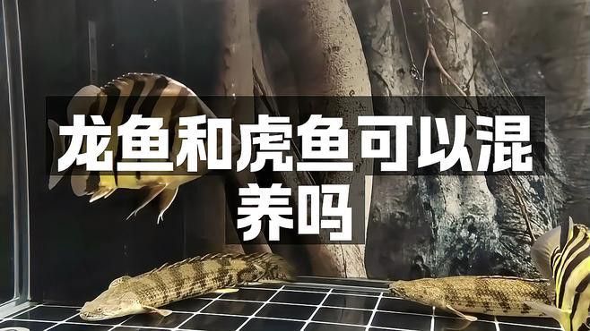 紅龍魚和虎魚混養好不好呢