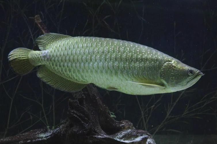 龍魚(yú)是淡水還是海水魚(yú)圖片