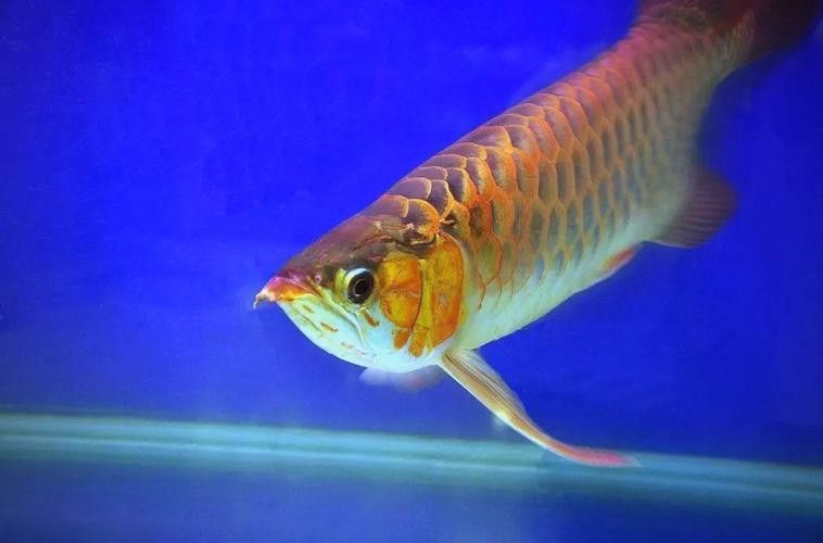 龍魚(yú)是淡水還是海水魚(yú)圖片