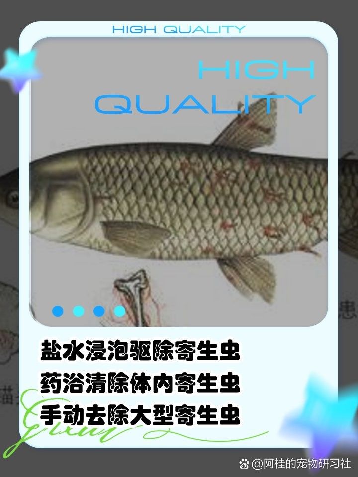 龍魚寄生蟲治療一般需要多長時間？ 龍魚寄生蟲治療一般需要多長時間？ 龍魚百科 第2張