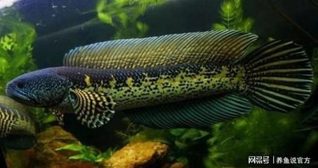 雷龍魚售價（雷龍魚售價信息）