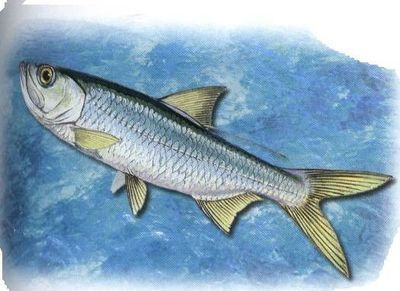 三角龍魚咬人嗎圖片（“三角龍魚咬人嗎圖片”可以通過以下渠道獲取信息）