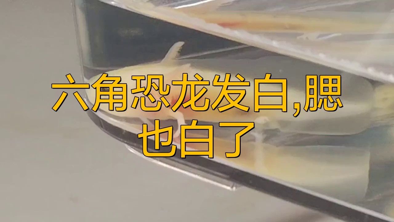 如何判斷六角龍魚是否生病？
