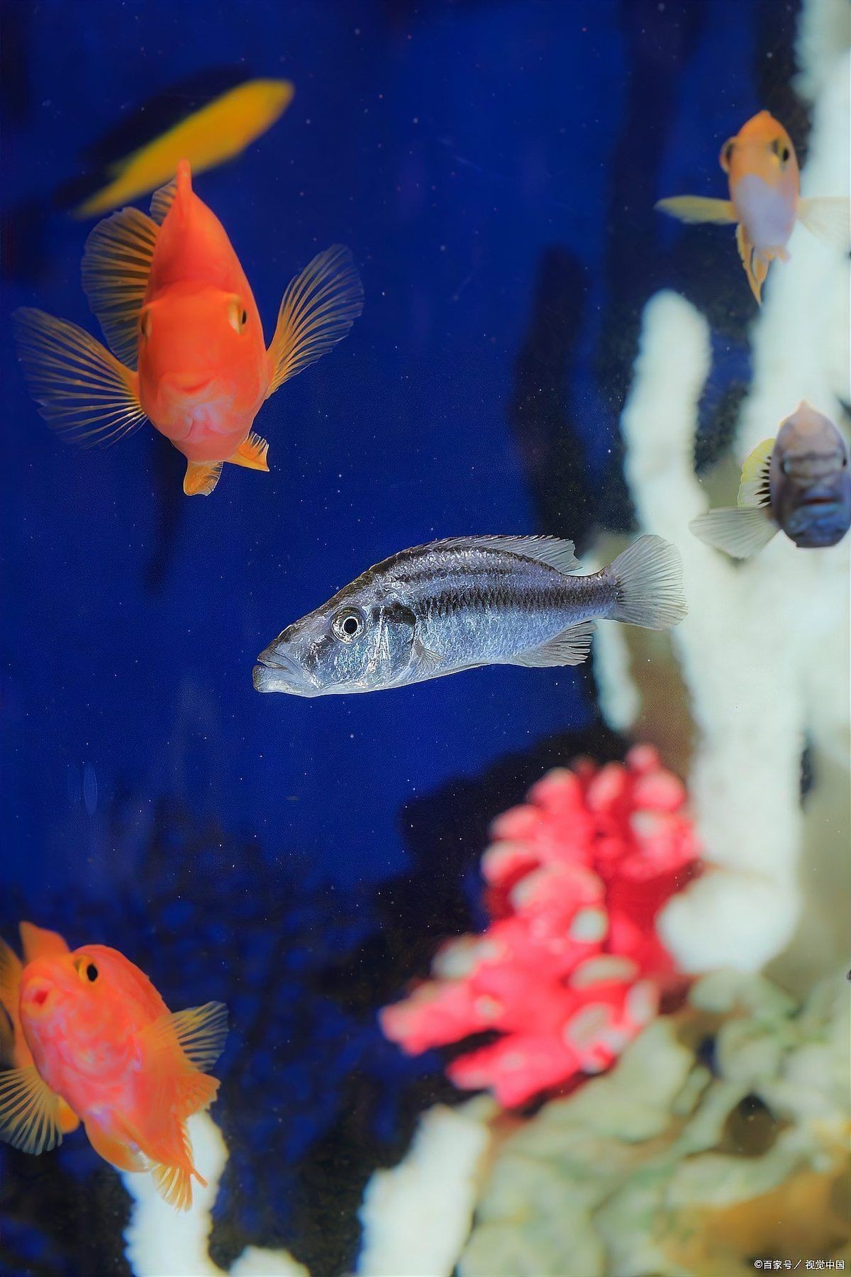 如何判斷六角龍魚是否生病？