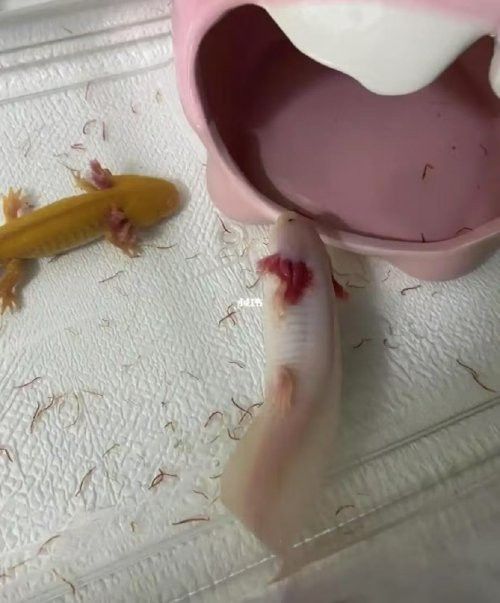 如何判斷六角龍魚是否生病？