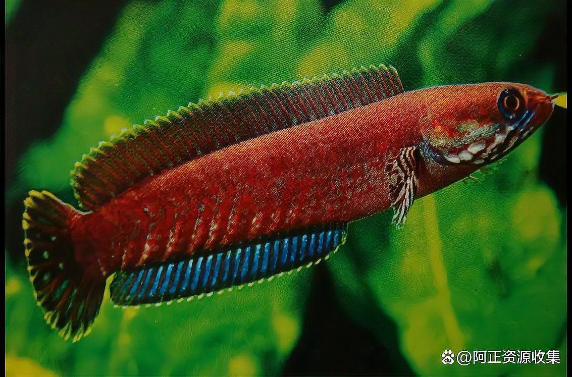 雷龍魚圖鑒