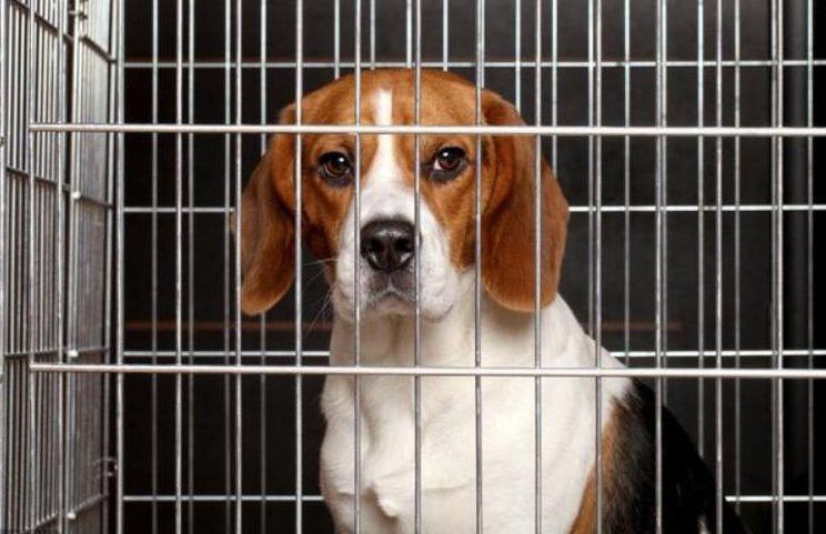 紅龍犬的社會化訓練方法