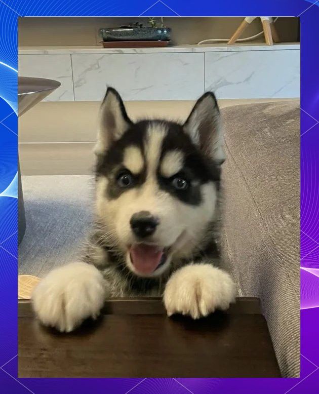 紅龍犬的社會化訓練方法