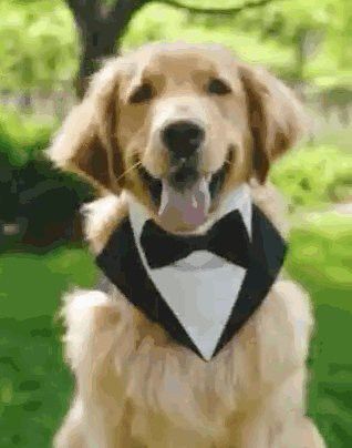 紅龍犬的社會化訓練方法