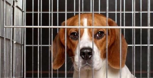 紅龍犬的社會化訓練方法