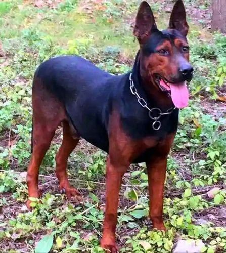 紅龍犬的社會化訓練方法