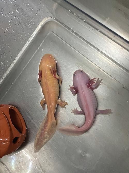 小恐龍魚長什么樣子