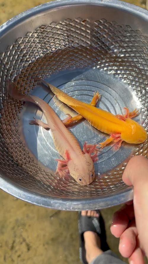 小恐龍魚長什么樣子