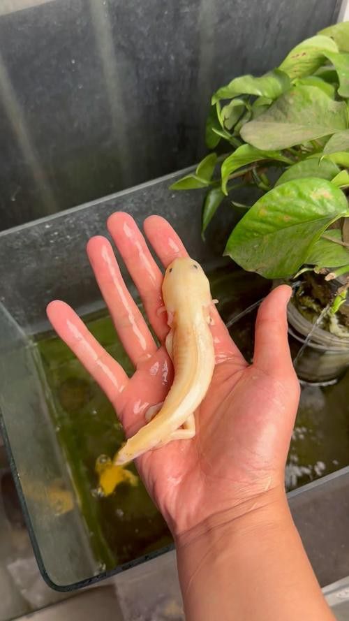 小恐龍魚長什么樣子