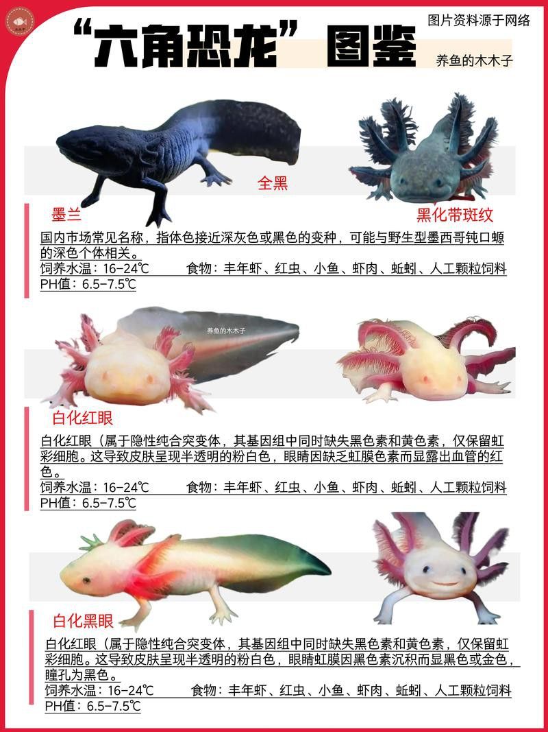 小恐龍魚長什么樣子