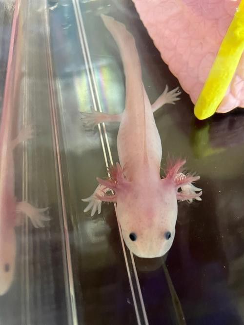 小恐龍魚長什么樣子