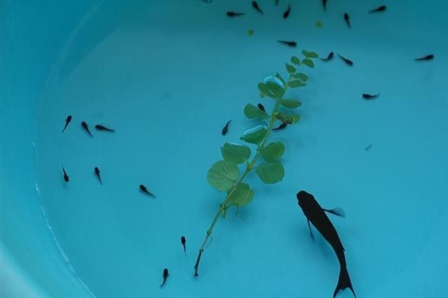 龍魚配魚有哪些不打架：如何判斷龍魚是否領(lǐng)地性強，龍魚混養(yǎng)時的飲食管理技巧