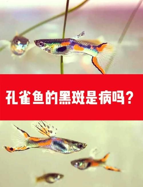 孔雀魚黑斑病圖片