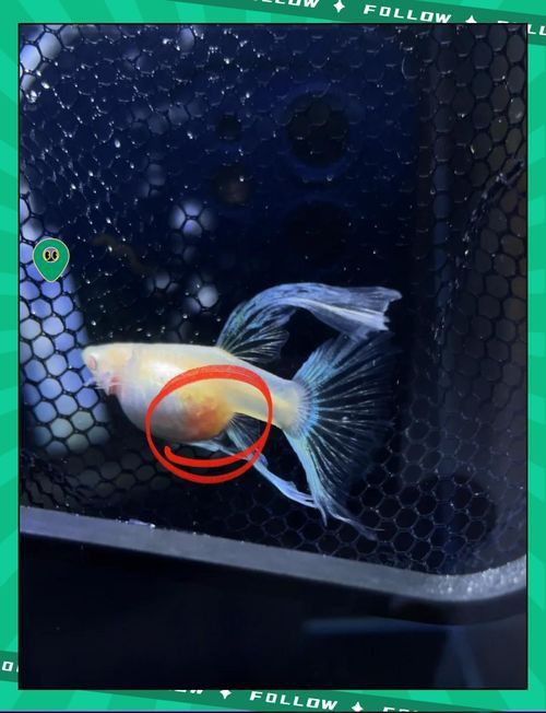 孔雀魚黑斑病圖片