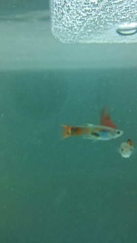 孔雀魚黑斑病圖片