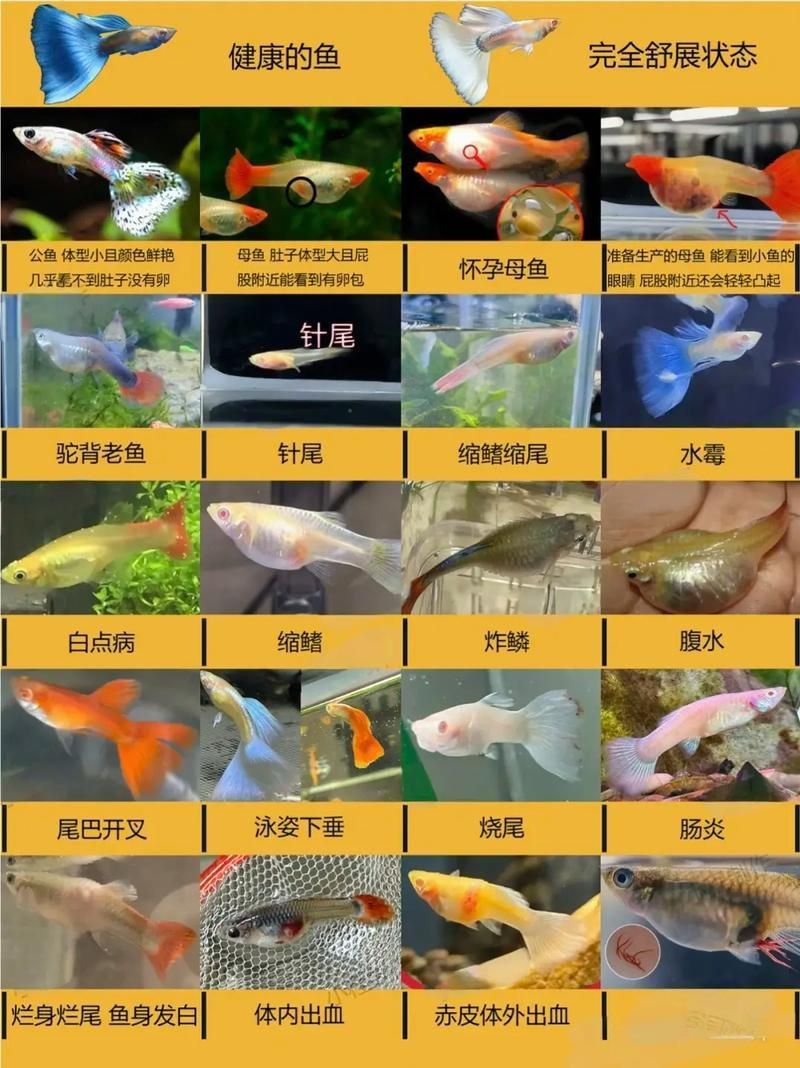 孔雀魚黑斑病圖片