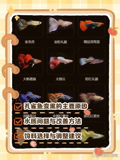 孔雀魚黑斑病圖片
