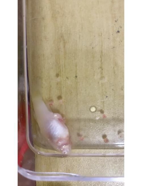 孔雀魚黑斑病圖片