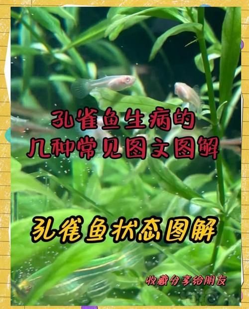孔雀魚黑斑病圖片