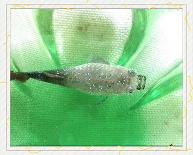 孔雀魚黑斑病圖片