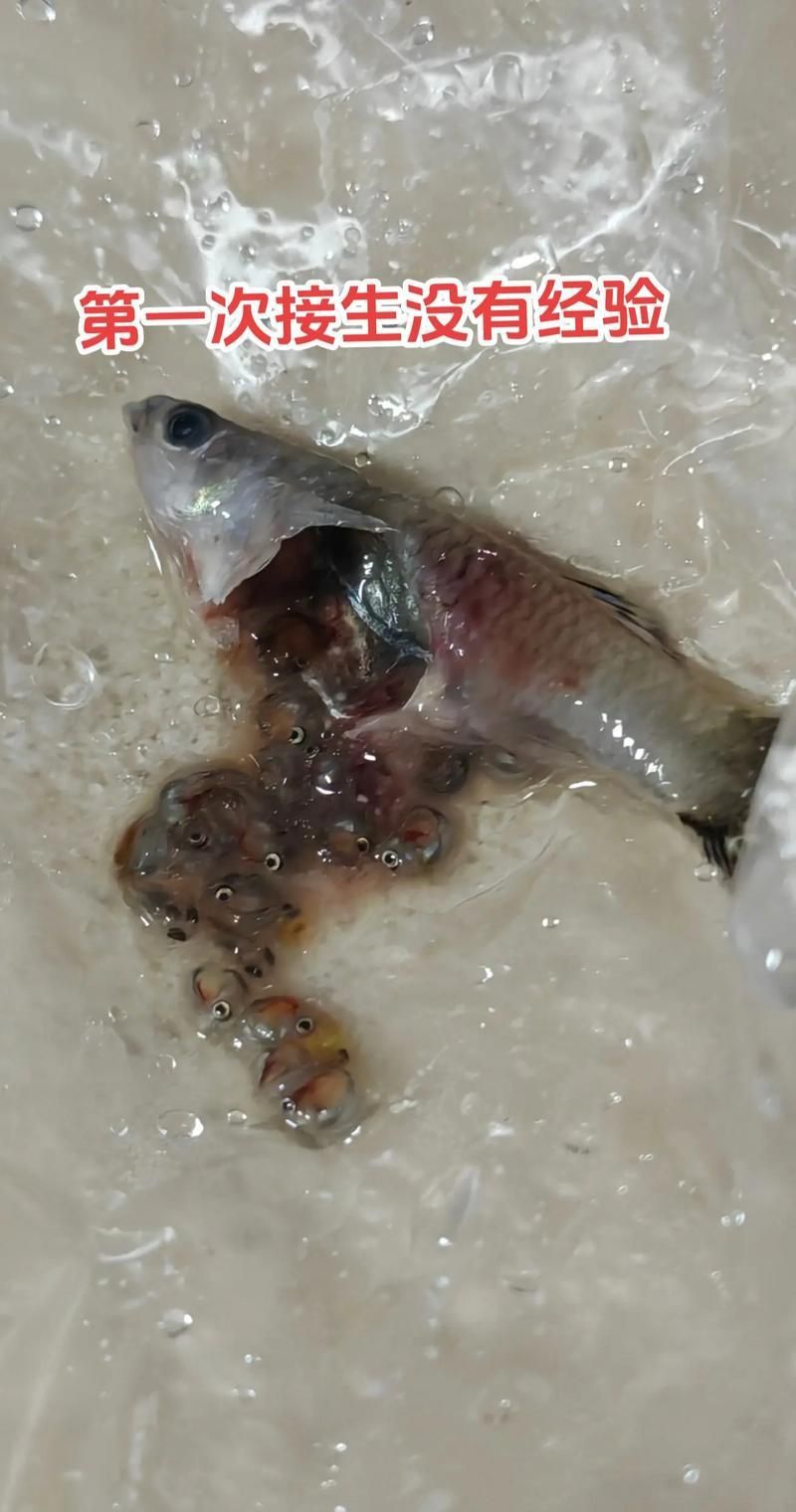 孔雀魚黑斑病圖片