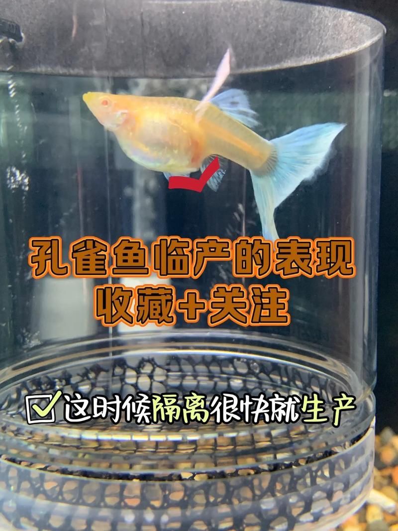 孔雀魚黑斑病圖片