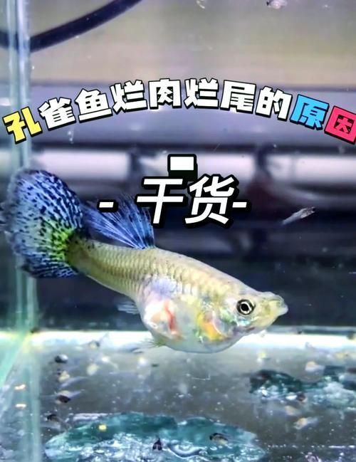 孔雀魚黑斑病圖片