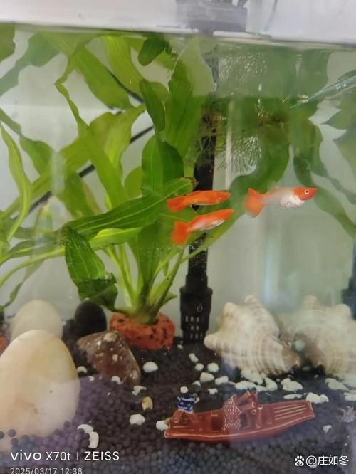 孔雀魚黑斑病圖片