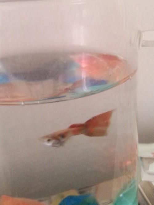 孔雀魚黑斑病圖片