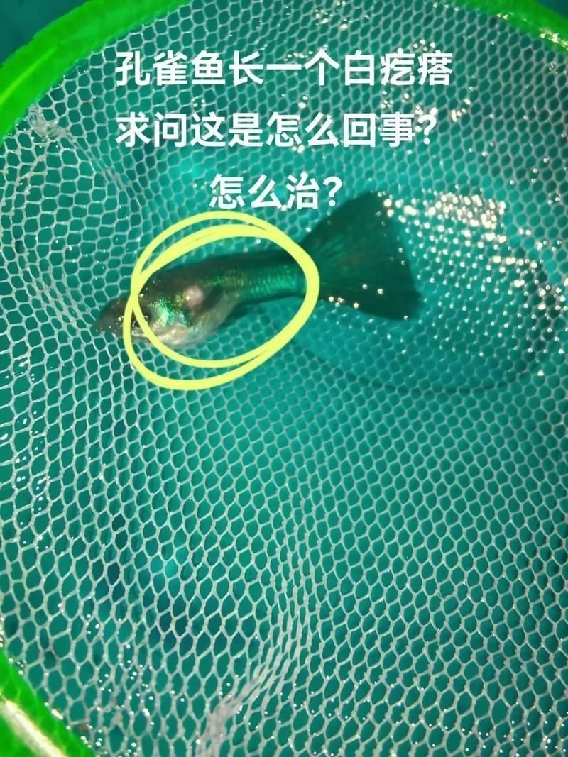 孔雀魚黑斑病圖片