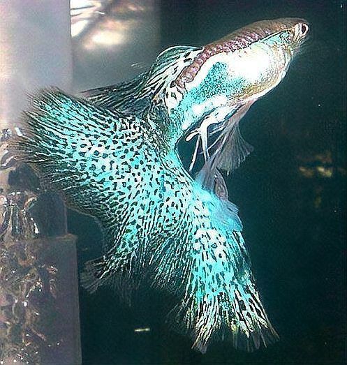 孔雀魚黑斑病圖片