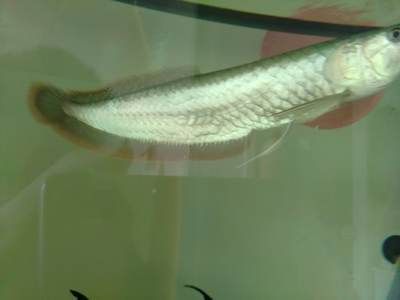 銀龍魚立起來了（銀龍魚立起來可能是因為水質變差、細菌感染、受驚等原因及解決方法）