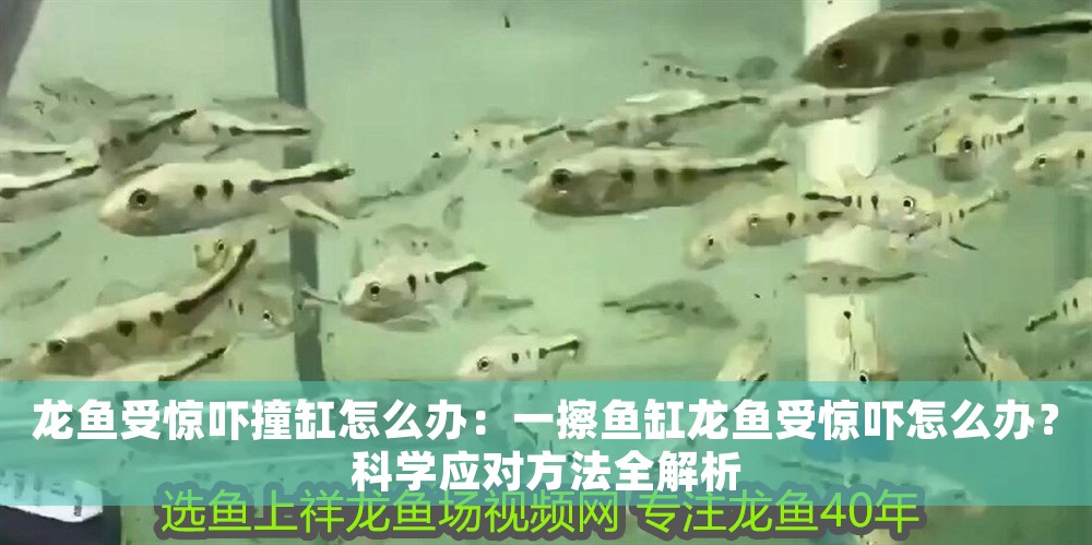 龍魚受驚嚇撞缸怎么辦：一擦魚缸龍魚受驚嚇怎么辦？科學應對方法全解析