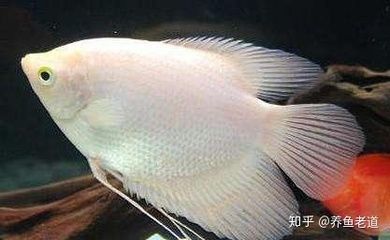 怎樣區分金龍魚和紅龍魚的區別視頻：怎樣區分金龍魚和紅龍魚的區別