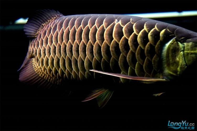 黑色金龍魚價(jià)格和圖片大全