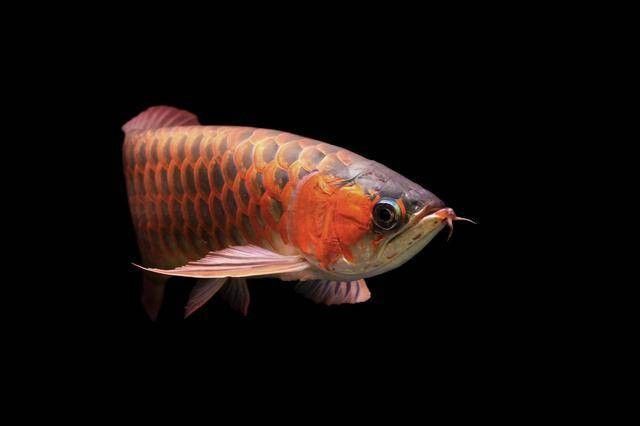 黑色金龍魚價(jià)格和圖片大全