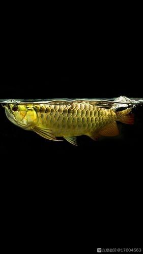 黑色金龍魚價(jià)格和圖片大全