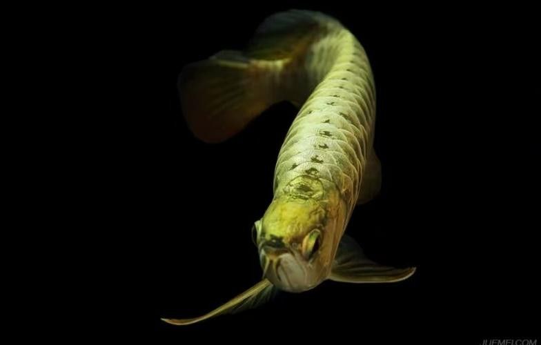 黑色金龍魚價(jià)格和圖片大全
