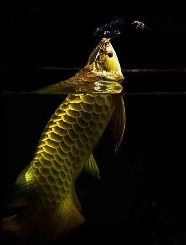 黑色金龍魚價(jià)格和圖片大全